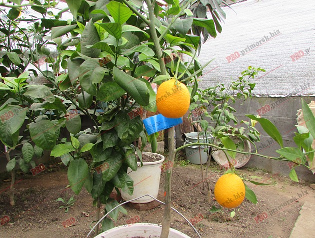 Мандарини, лимони, лайм: на Запоріжжі чоловік декілька років вирощує цитруси