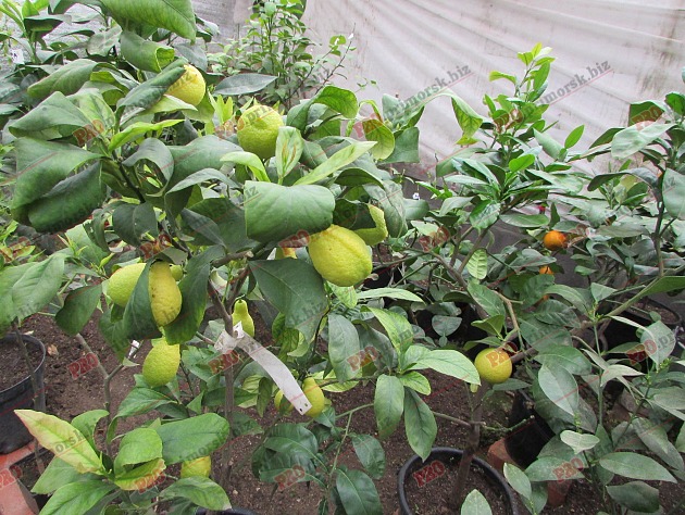 Мандарини, лимони, лайм: на Запоріжжі чоловік декілька років вирощує цитруси