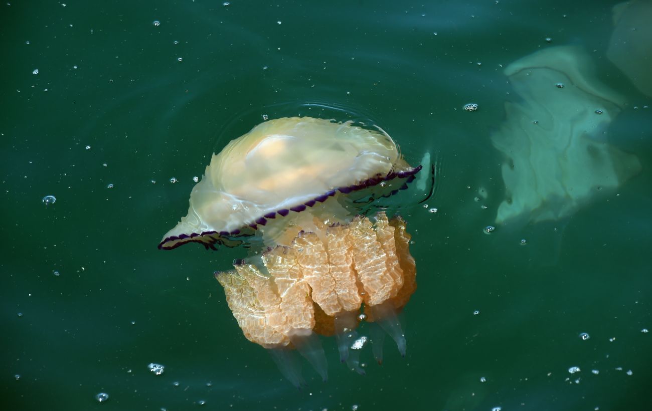 Медузы в азовском море. Медуза корнерот в Азовском море. Акула медуза. Медузы в Средиземном море. Медузы черного моря.