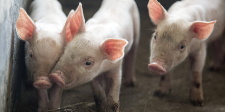 17 March 2014, Mpisi, 40km South of Mbambane - Mpisi pig quarantine and breeding station funded by European Union project. 
Piglets waiting to be fed.


EU-funded Swaziland Agricultural Development Project (SADP) GCP/SWA/016/EC
