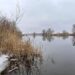 Під Запоріжжям засняли сімейство косуль