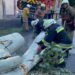 Наслідки негоди у Запоріжжі: дерево впало на авто та пошкодило лінію електропередач