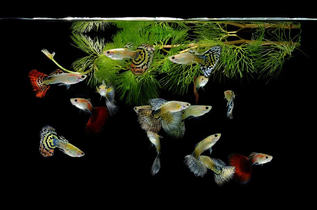 10 самых красивых аквариумных рыбок