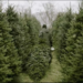 Жива та без шкоди для природи: де і за скільки придбати ялинки Запорізьких лісгоспів