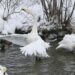 Врятували лебедя