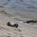 У Запоріжжі перевірили воду в Дніпрі після загибелі птахів: що відомо