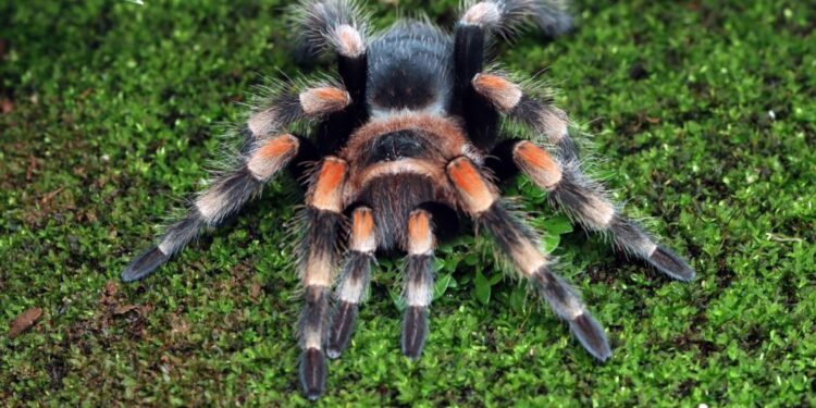 Отруйні павуки