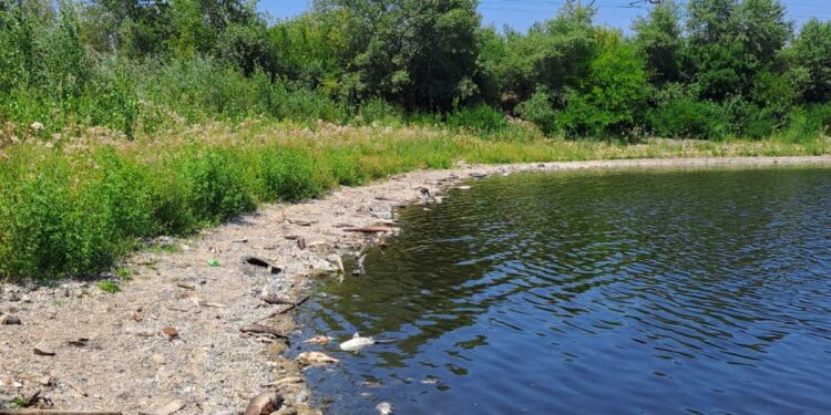 Екологи назвали причини масового мору риби на Запоріжжі