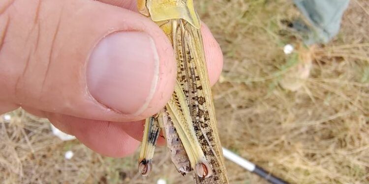 Через нашестя сарани запоріжці нищать рідких комах: як розрізнити