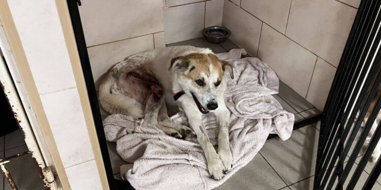 Порятунок собаки