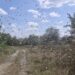 В Запоріжжі сарана просувається до центру міста ФОТО, ВІДЕО