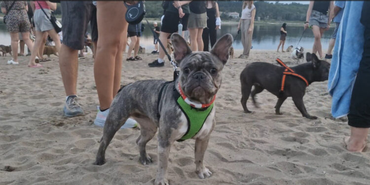 У Запоріжжі відбулася Bulldog Party: власники чотирилапих зібралися задля благодійності ФОТО, ВІДЕО