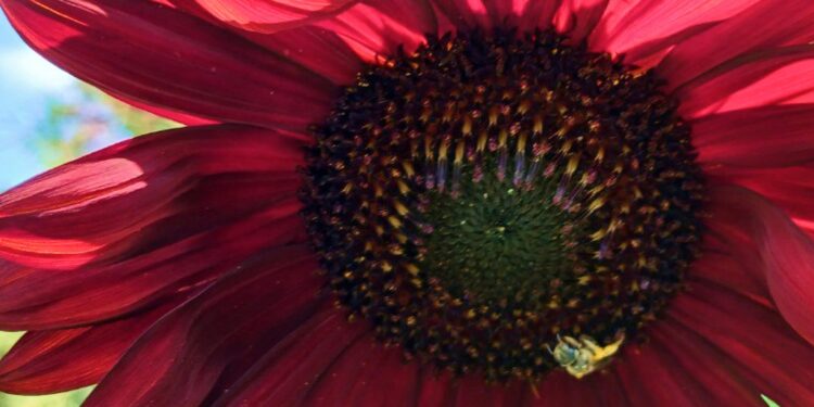 Декоративні соняшники