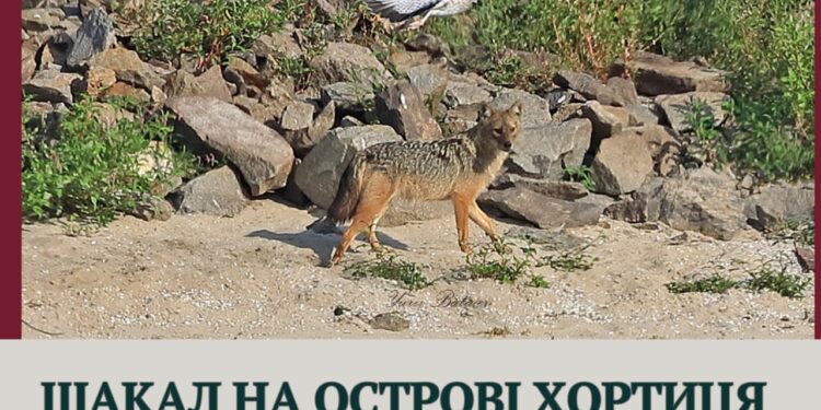 Шакал на Хортиці