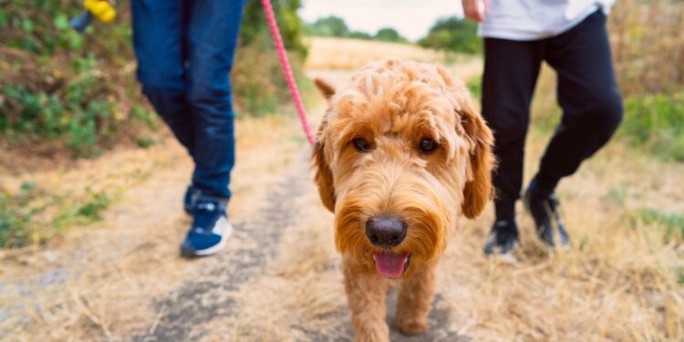 Вигул собак