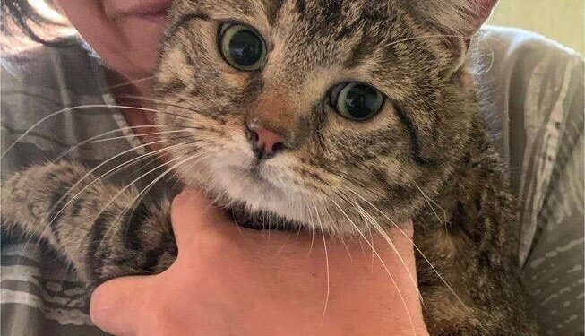 Врятований кіт Сеня