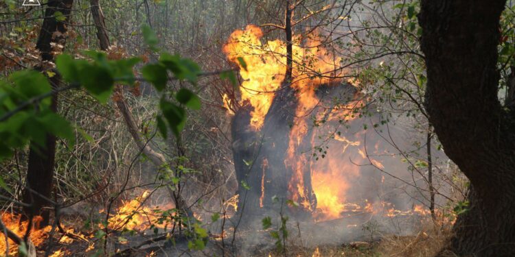 Пожежа на Хортиці