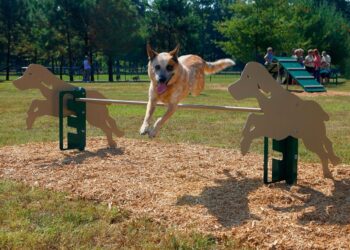 Вигул собак