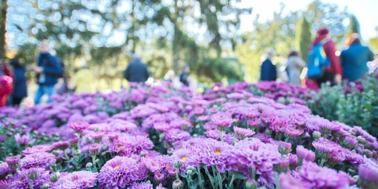 Бал хризантем