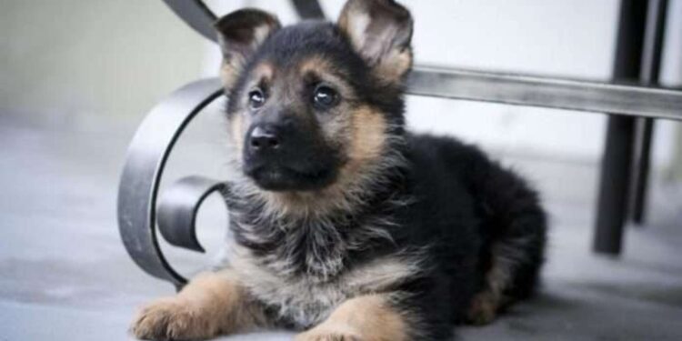 Шукала цуценя та втратила гроші: у Запоріжжі жінка віддала шахраям  100 тис грн