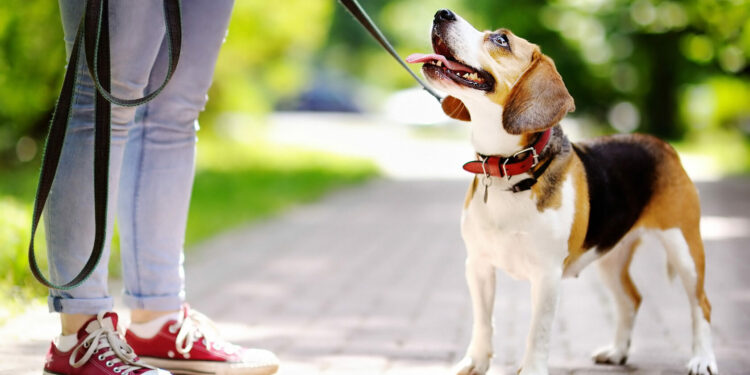 Вигул собак