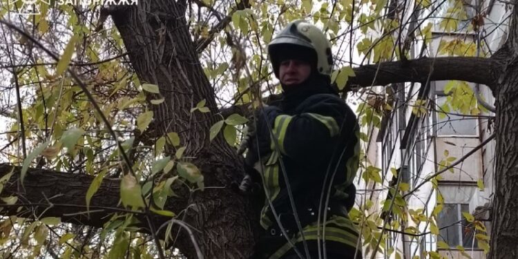 У Запоріжжі надзвичайники врятували кота