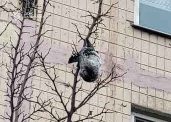 Надзвичайники врятували голуба