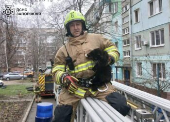 Надзвичайники врятували кота
