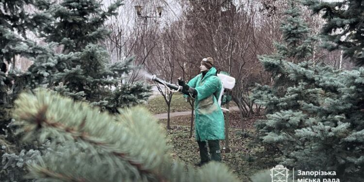 У Запоріжжі обробляють ялинки