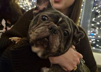 «Таємний Санта» для французьких бульдогів