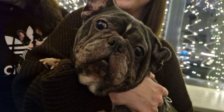 «Таємний Санта» для французьких бульдогів