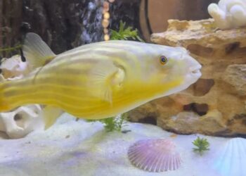 Рибка Тарас