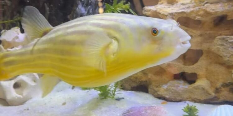 Рибка Тарас