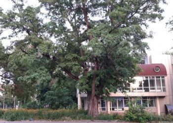 Унікальне дерево у Запоріжжі