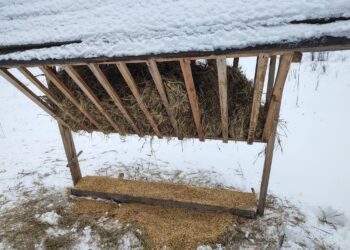 У Запоріжжі на Хортиці годують тварин