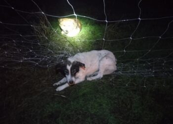 В Кушугумі пес заплутався в антидроновій сітці