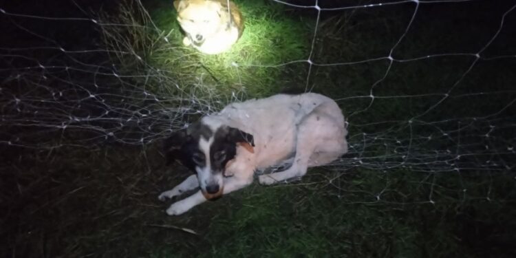 В Кушугумі пес заплутався в антидроновій сітці