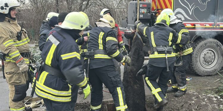 Надзвичайники врятували корову