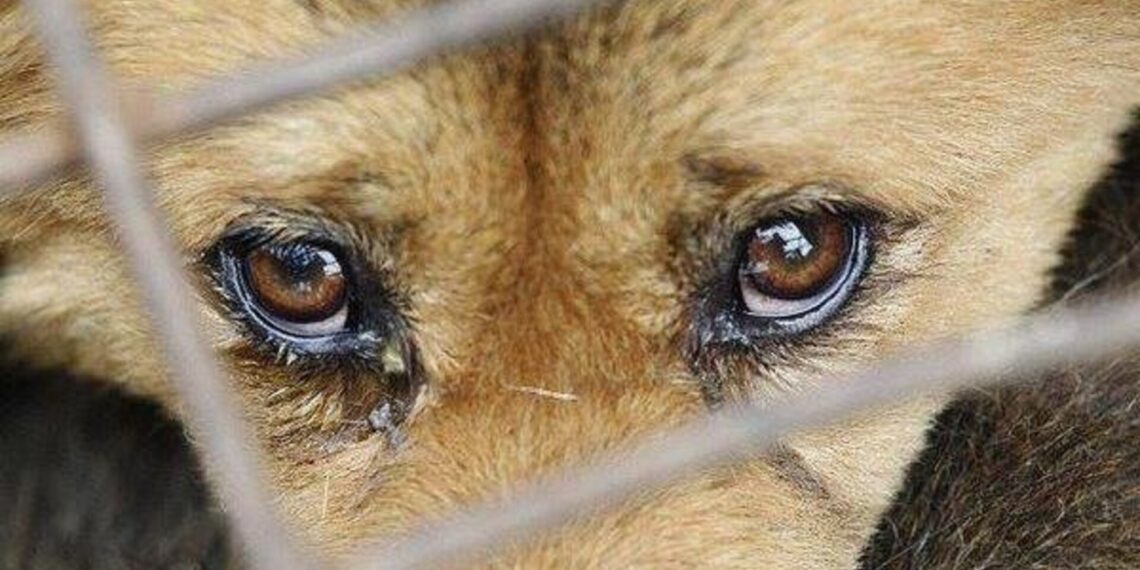 Чоловіка засудили за вбивство собаки