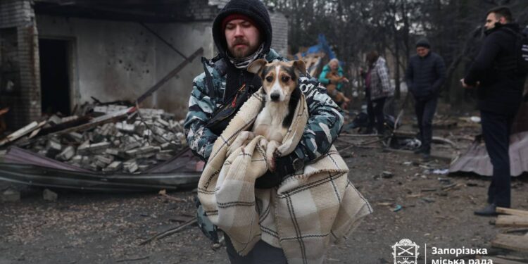 Росіяни атакували притулок для тварин у Запоріжжі