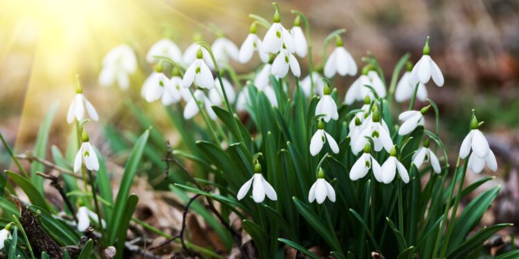 Первоцвіти