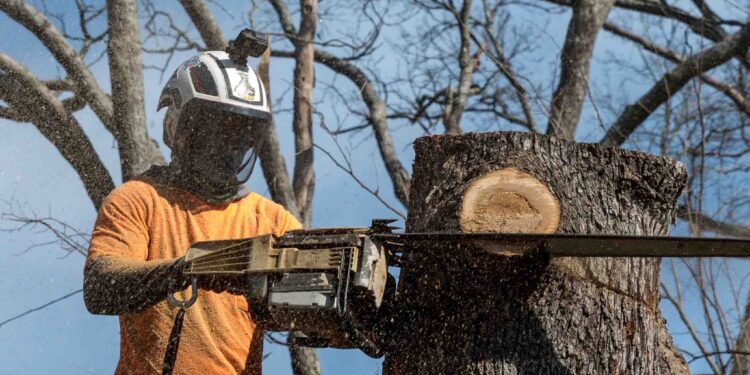 Знесення дерев