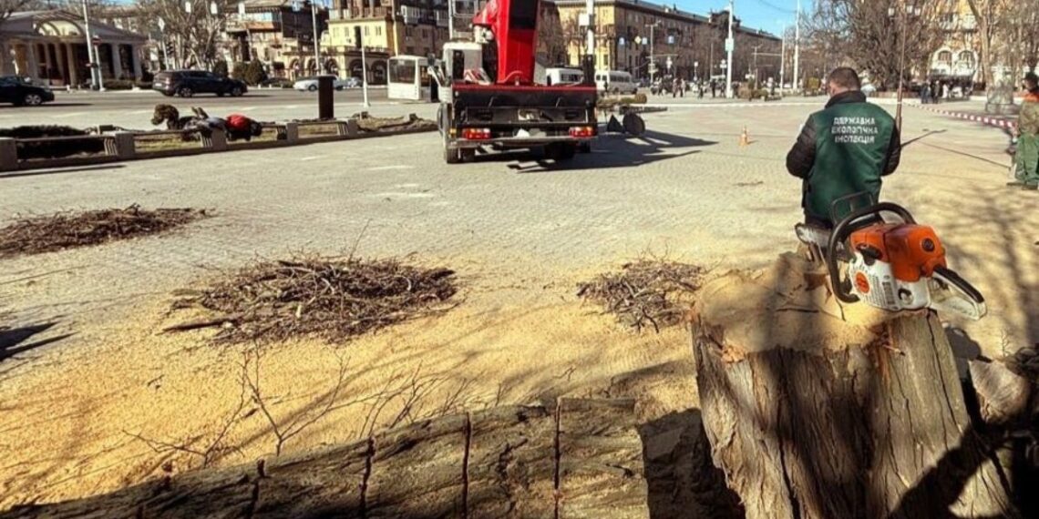У центрі Запоріжжя спиляли дерева