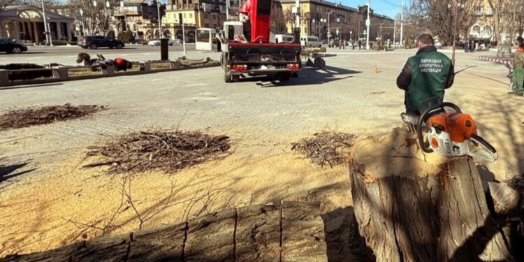 У центрі Запоріжжя спиляли дерева
