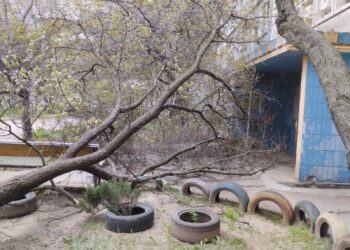 Вітер у Запоріжжі повалив дерева
