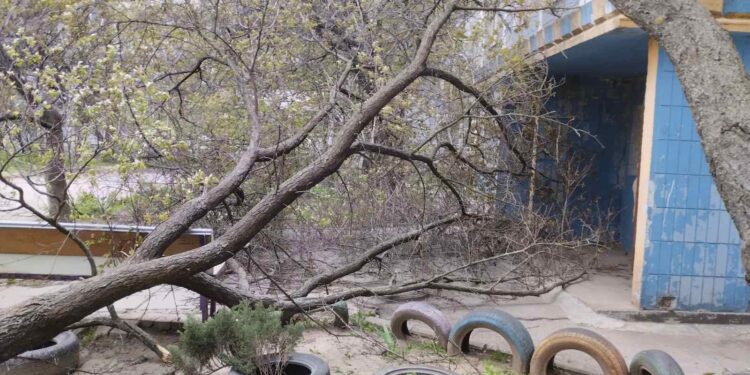Вітер у Запоріжжі повалив дерева