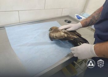 У Запоріжжі врятували яструба