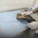 У Запоріжжі врятували яструба