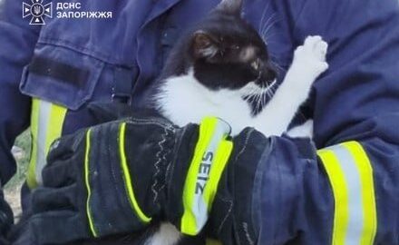 Застряг на висоті 6 метрів: запорізькі рятувальники врятували котика
