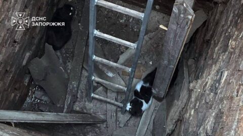 У Запоріжжі рятували тварин: надзвичайники дістали з ями котів а поліцейські – собаку 